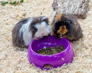 Guinea pigs make a great first pet!