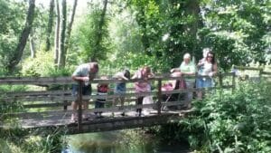Woodland walk bridge