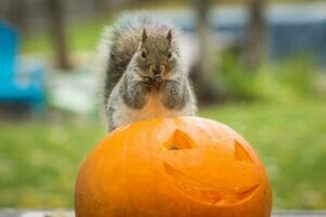 Squirrel eating a pumpkin