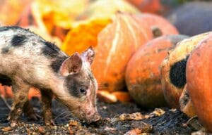 Pigs enjoying the pumpkins