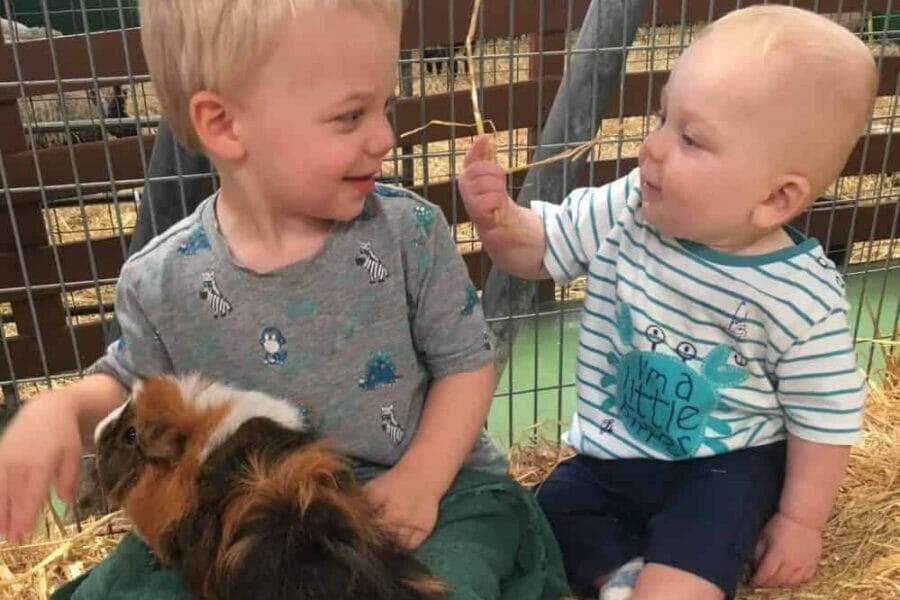 boy and baby guinea pig handling