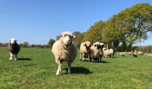 Different breeds of sheep