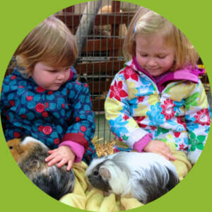 summer fun at Farmer Palmers Guinea pigs