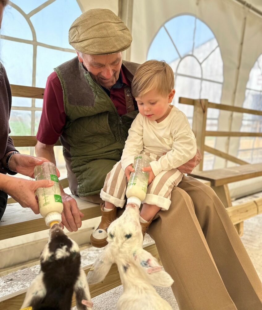 grandfather and toddler feeding goats with bottles of milk