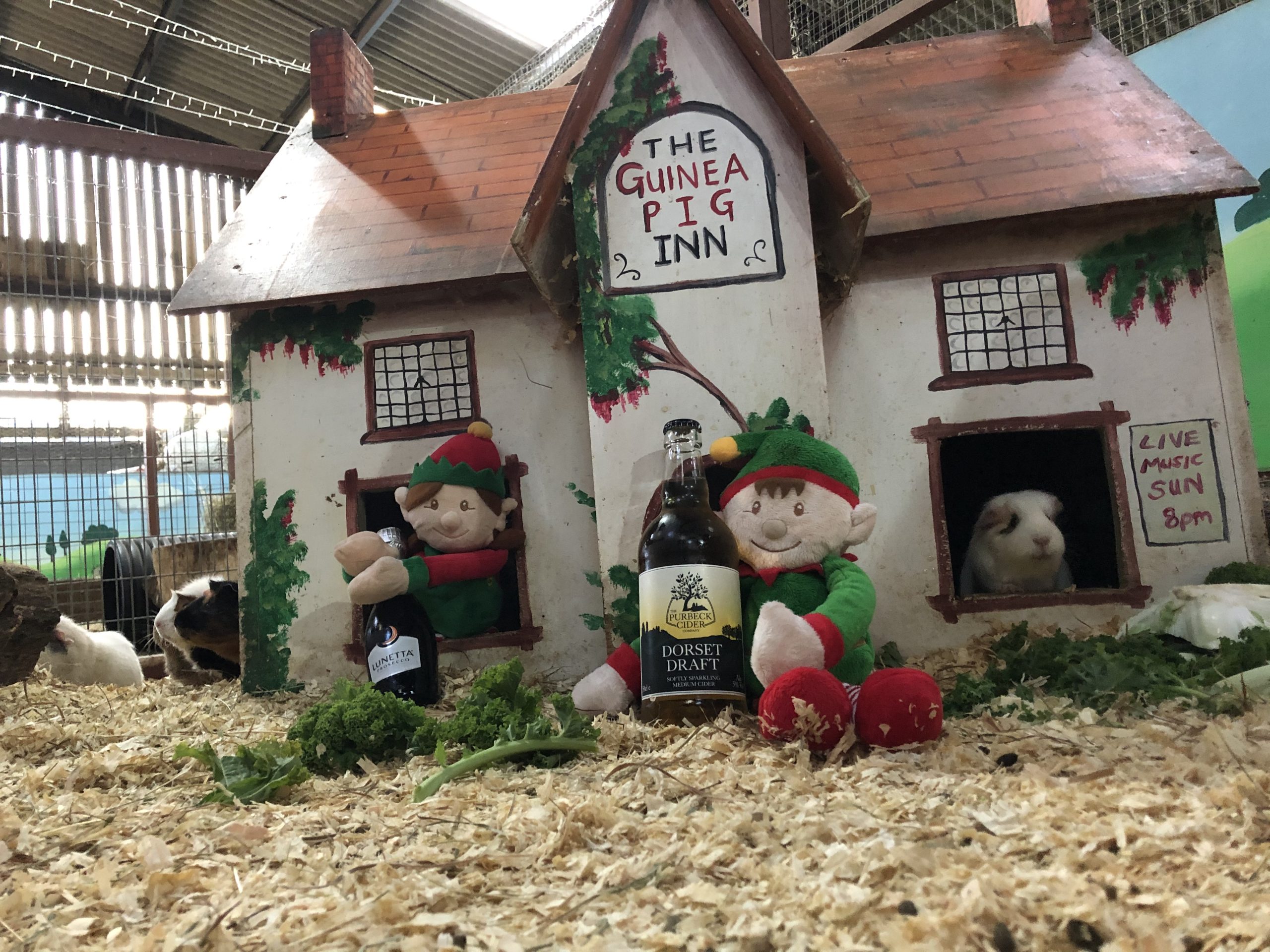 two christmas elves at the guinea pig inn house