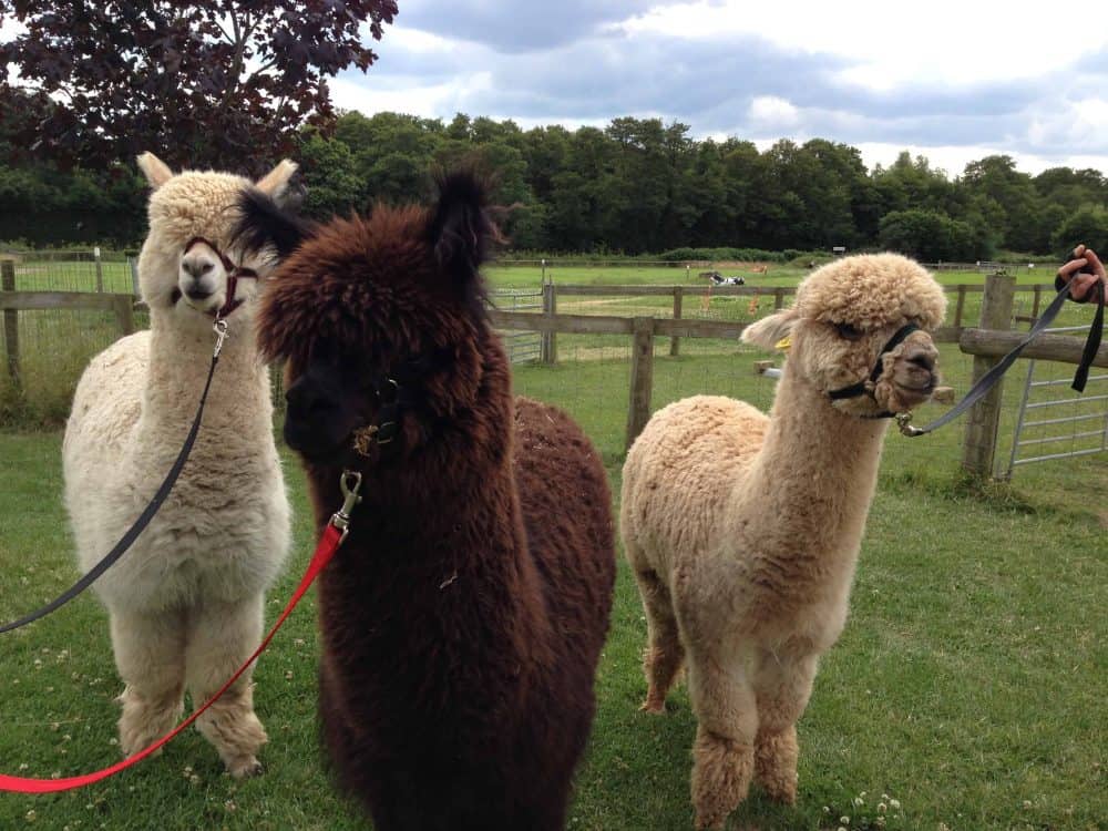 What’s the Difference between an Alpaca and Llama?
