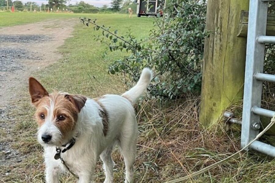 Jack Russel Dog at Field Gate on lead