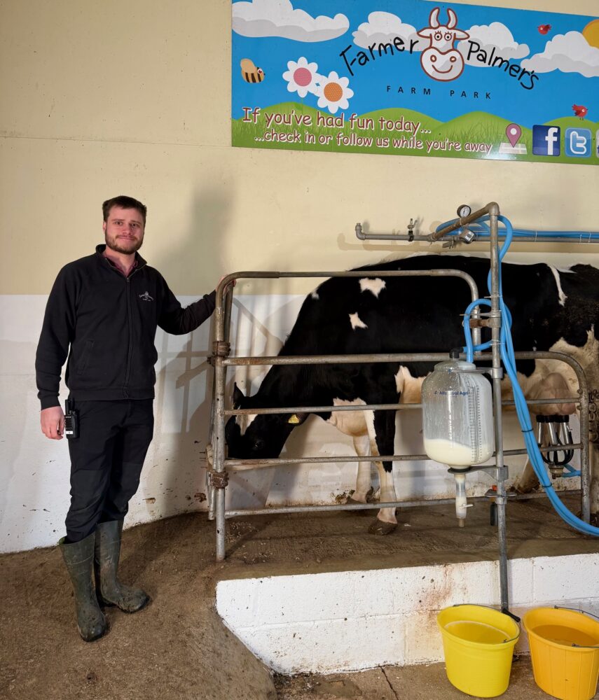 Farmer in overalls with cow in Farmer Palmers milking demo area