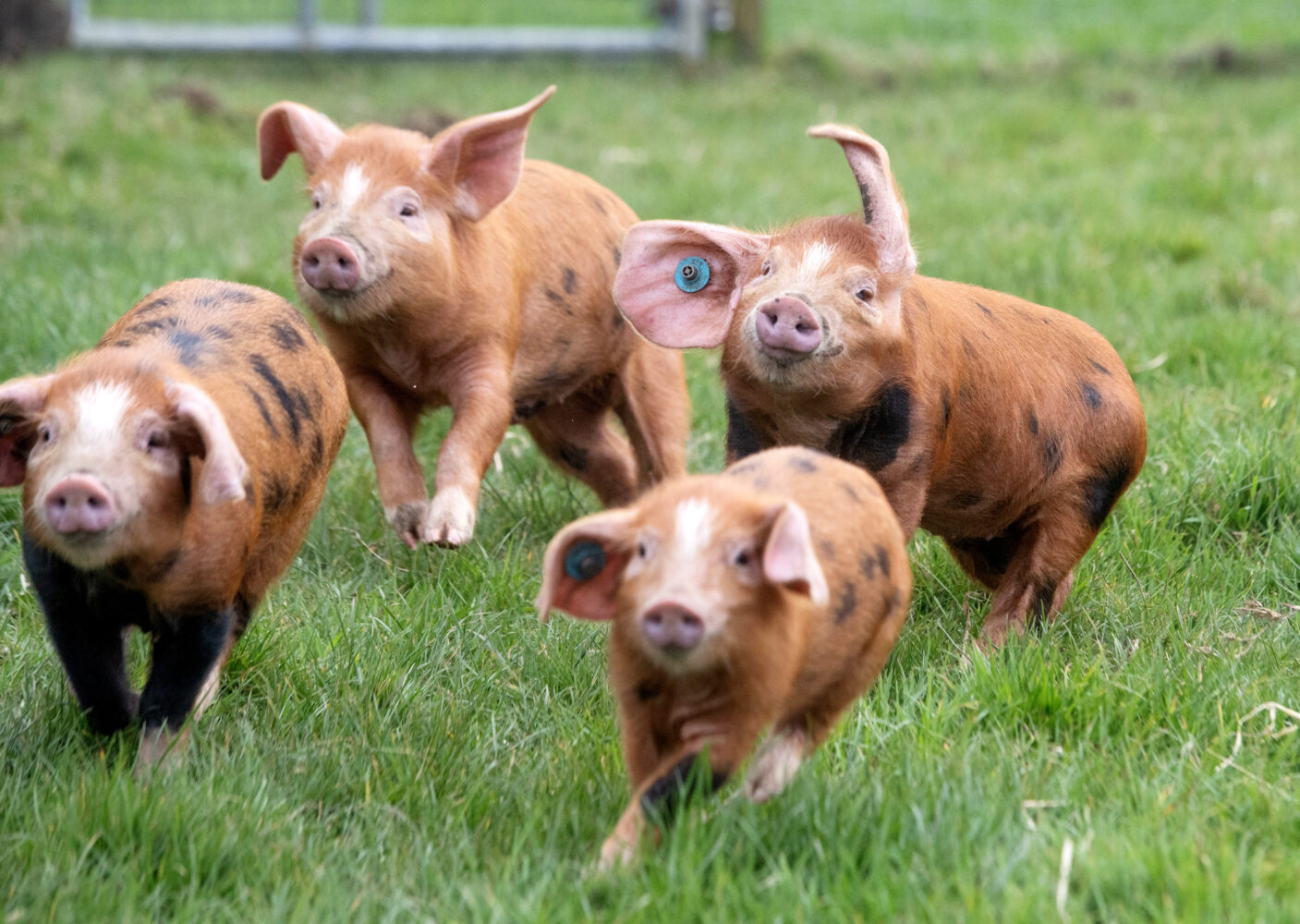 4 golden pigs racing at farmer palmers