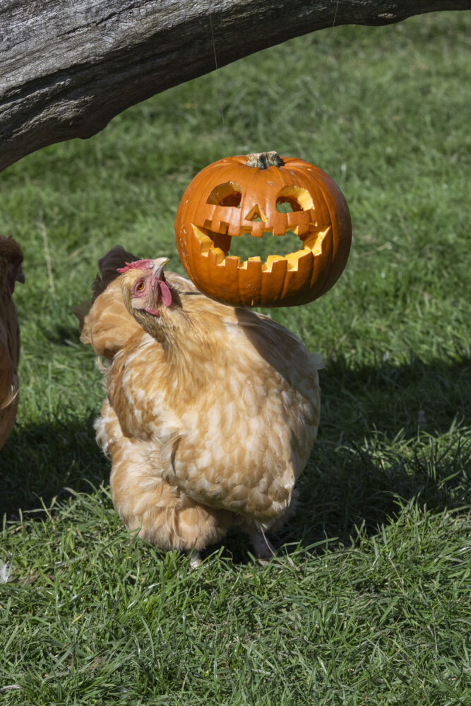 Halloween Activities
