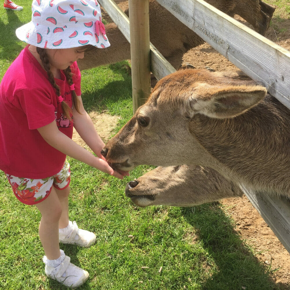 Deer Feeding At Farmer Palmer's Farm Park