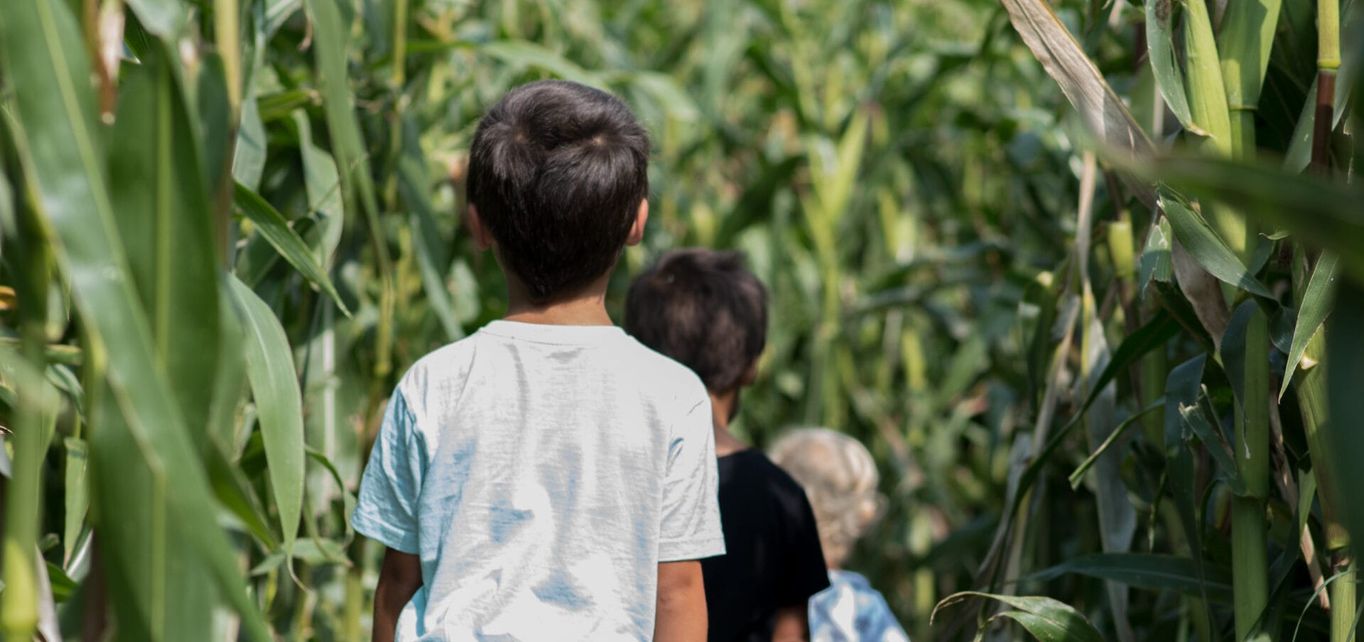 maize maze - boys walking