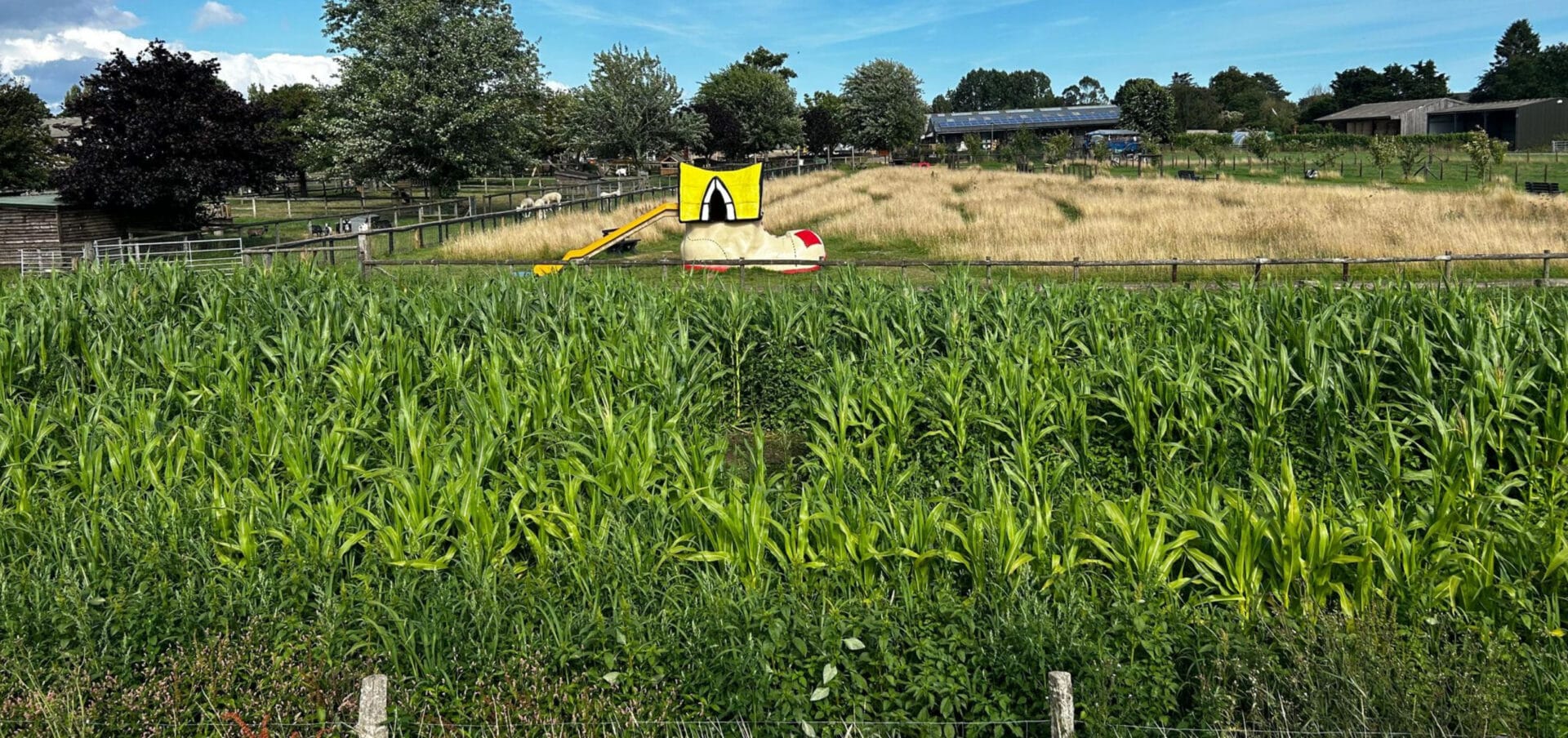 maize maze - growing