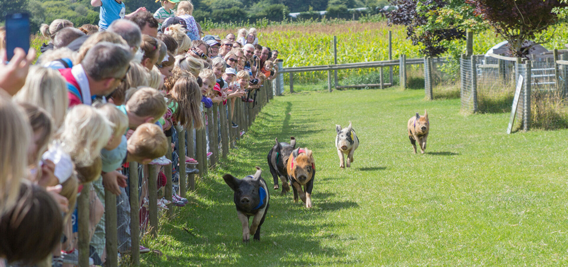 pig racing - outside animal pens