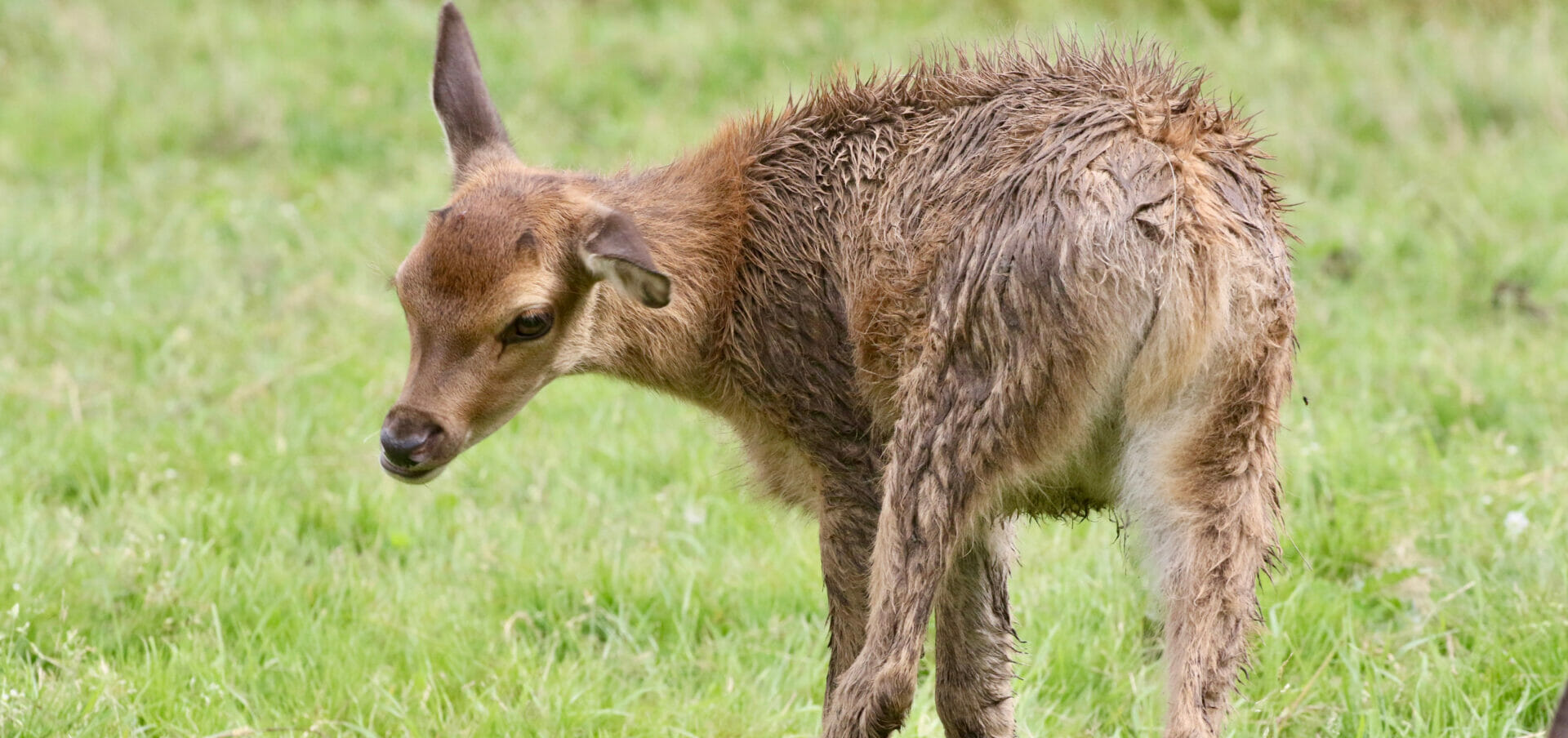 fawn - deer feeding