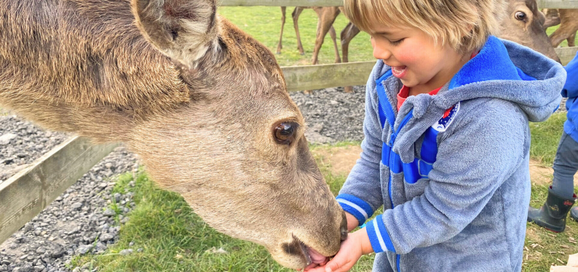 deer feeding experience - farmer palmers