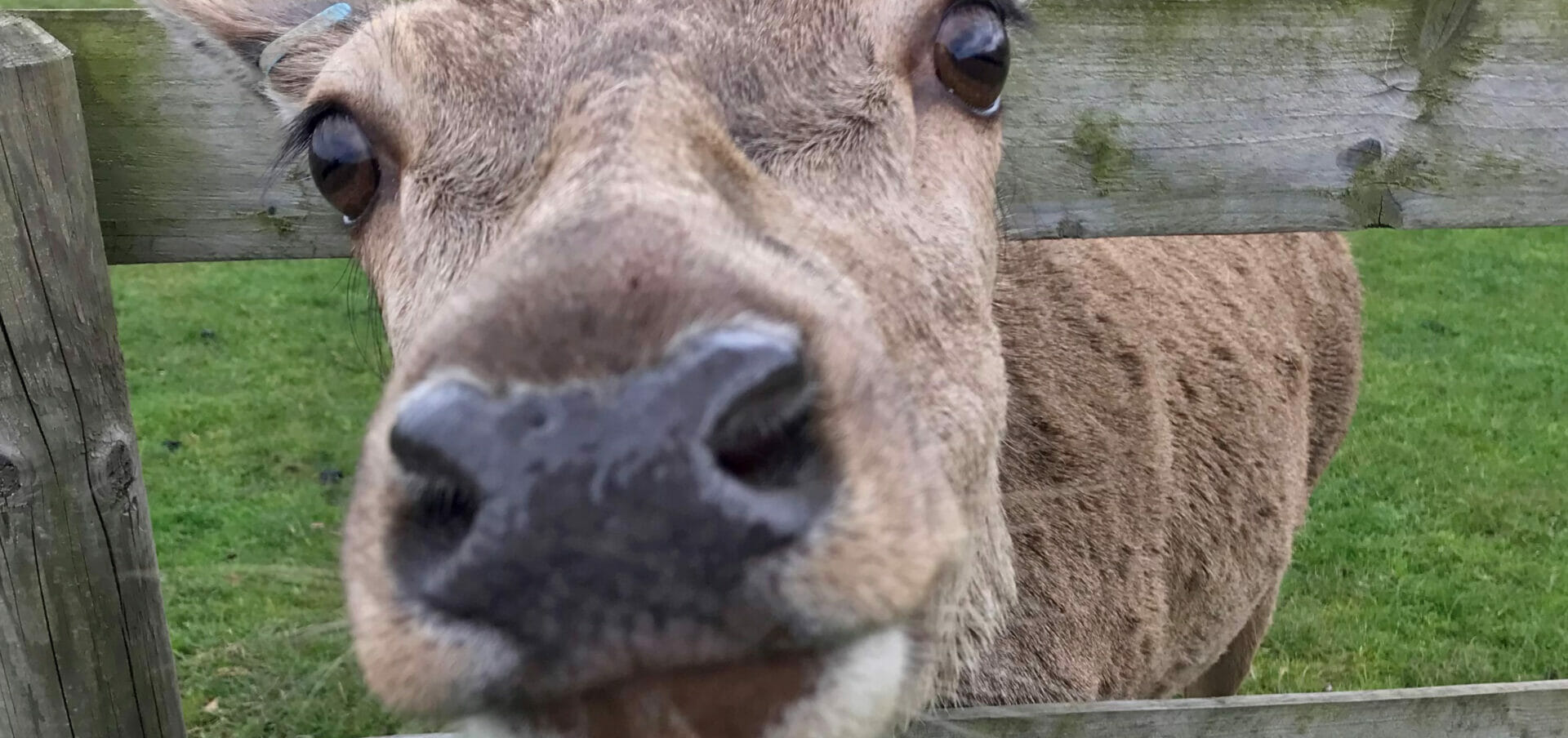 close up - deer feeding