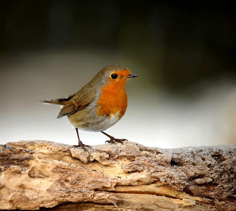 How to attract Robins to your Garden this Winter
