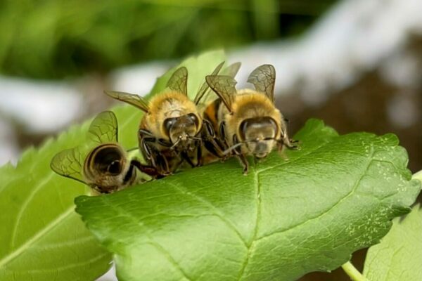 Bees on a leaf
