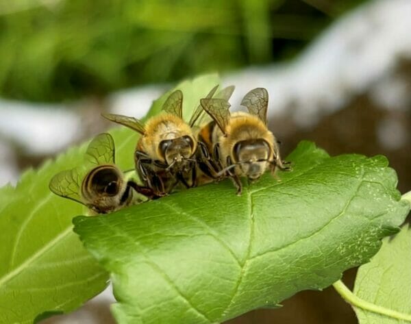 How Do Bee's Get Ready for Winter - Farmer Palmer's Farm Park