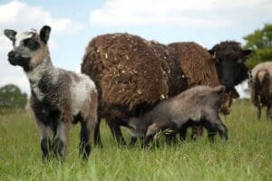 Sheep and lamb shot